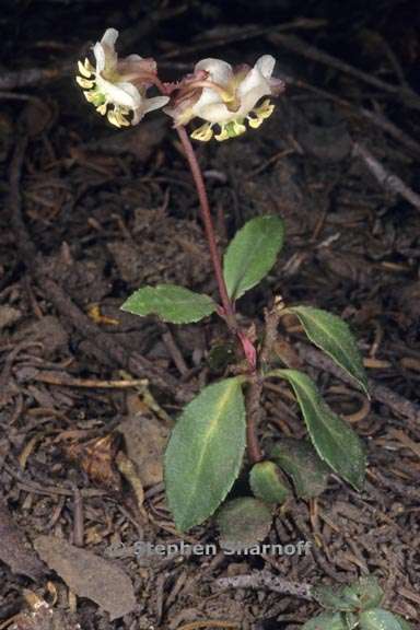 chimaphila menziesii 1 graphic